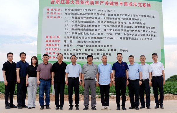 吴普特在合阳县红薯高标准示范种植基地调研3.jpg